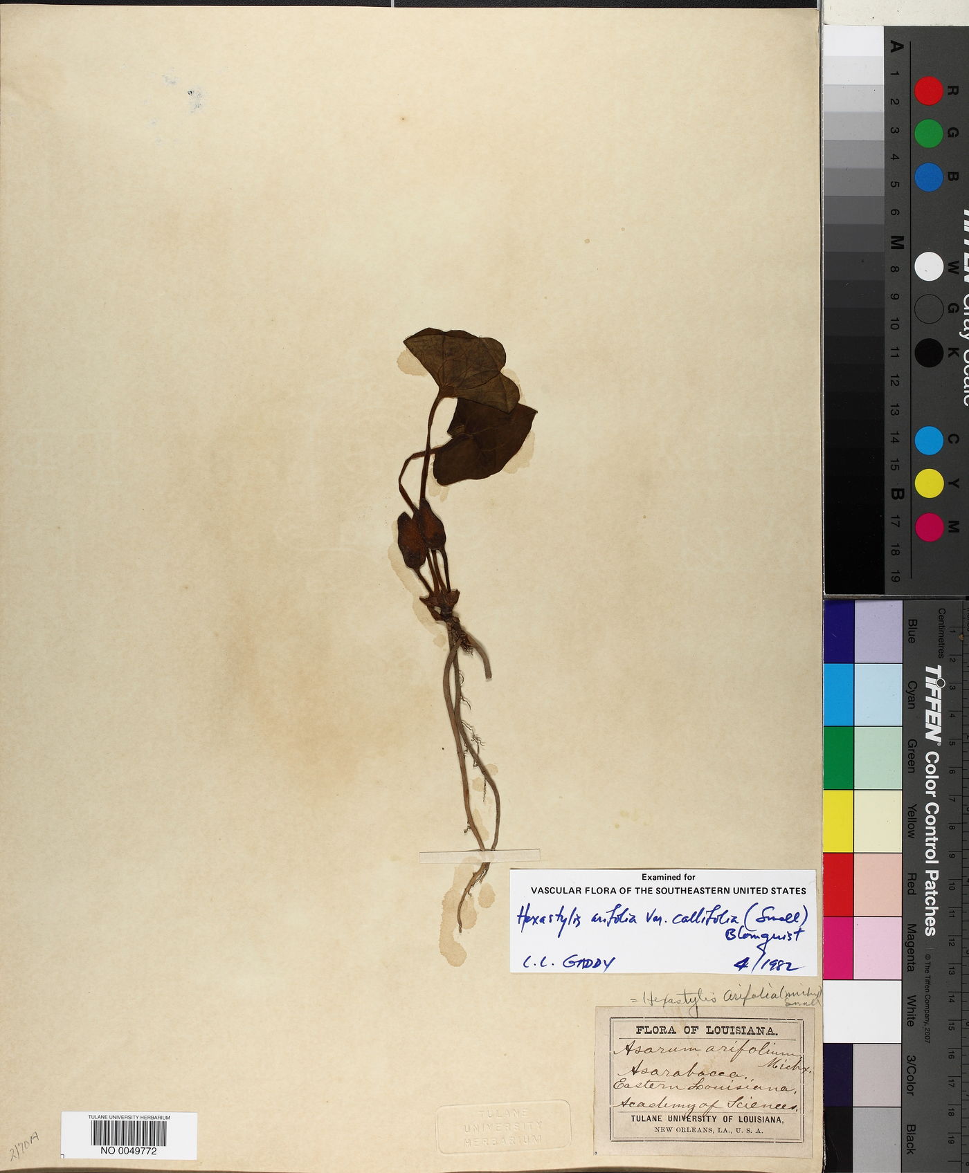 Hexastylis arifolia var. callifolia image