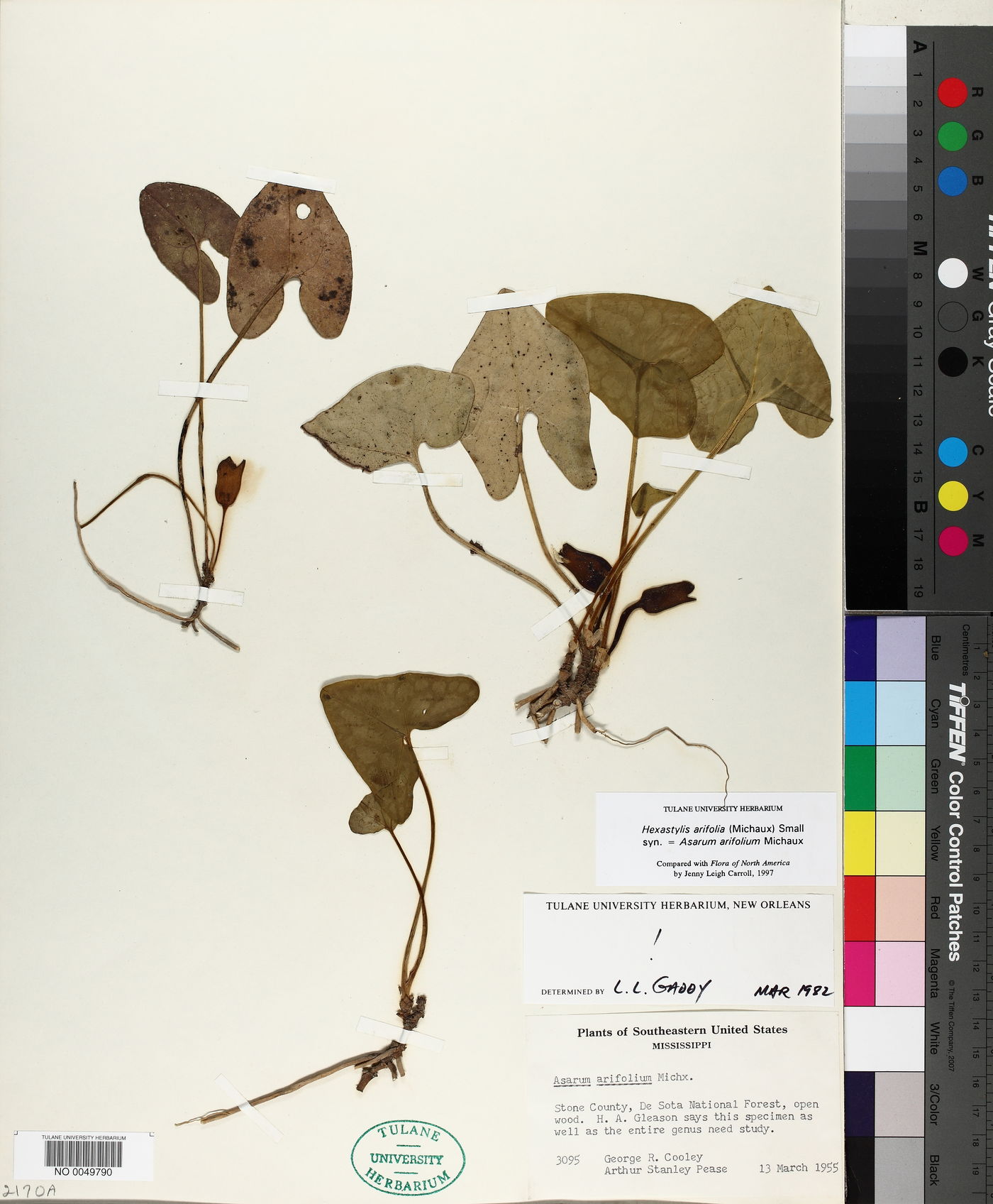 Hexastylis arifolia image
