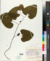 Image of Aristolochia iberica