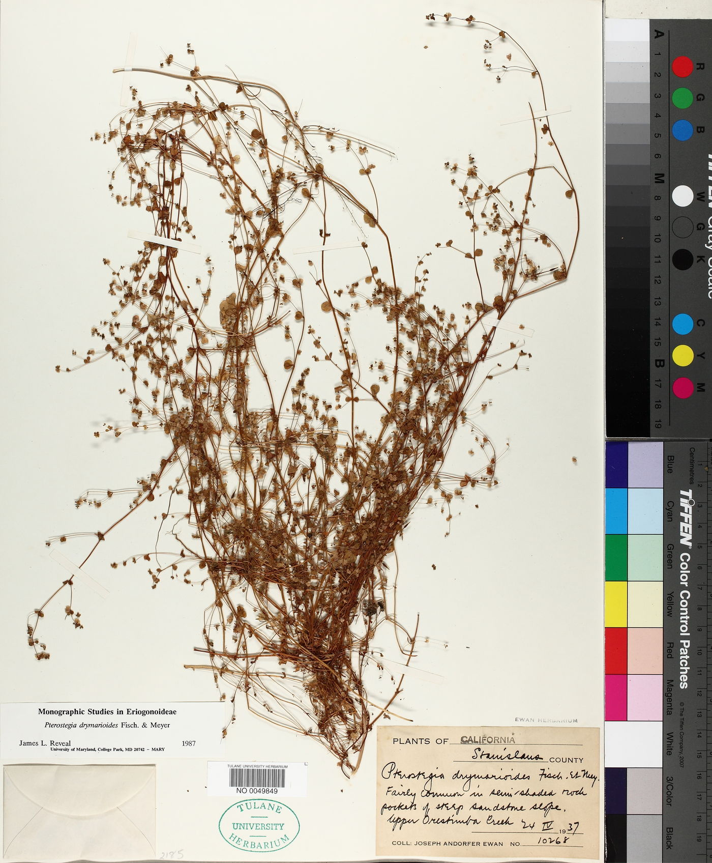Pterostegia image