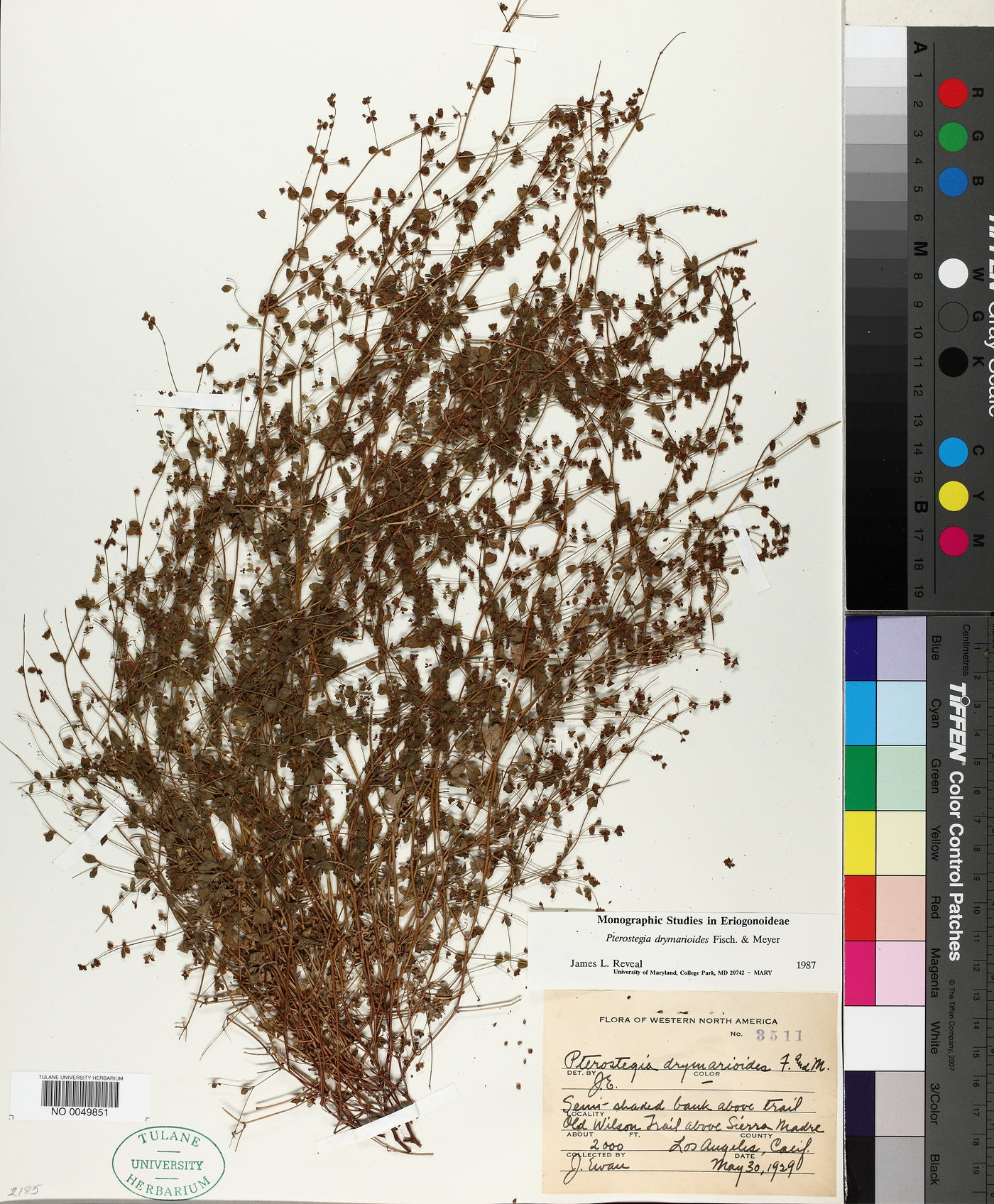 Pterostegia drymarioides image