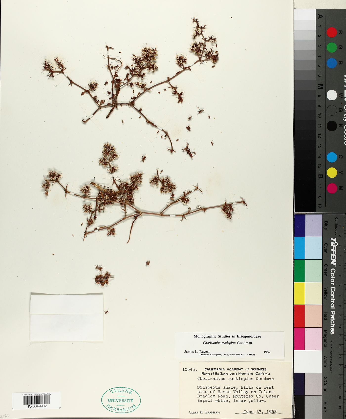 Chorizanthe rectispina image