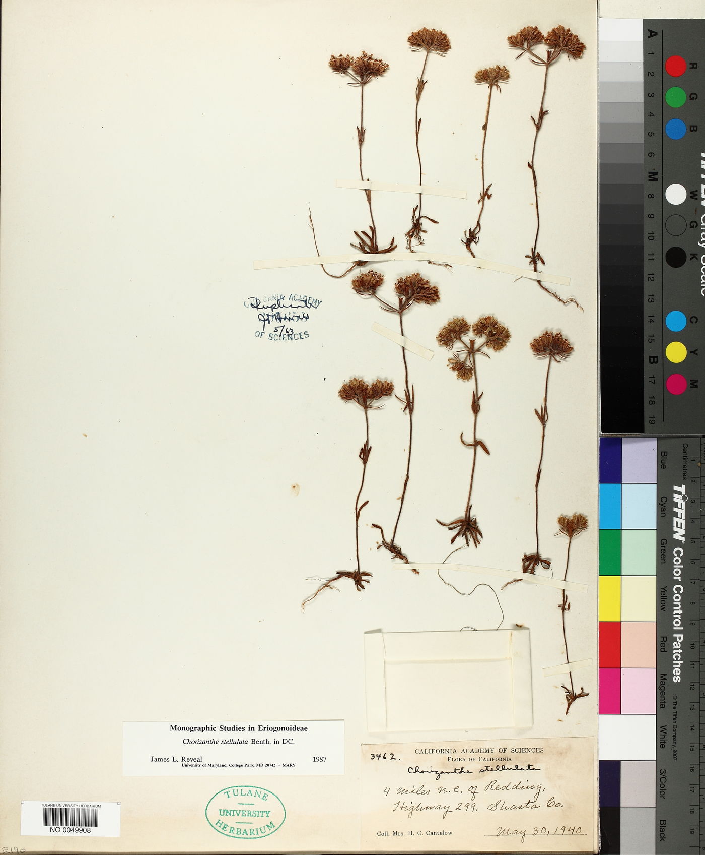 Chorizanthe stellulata image