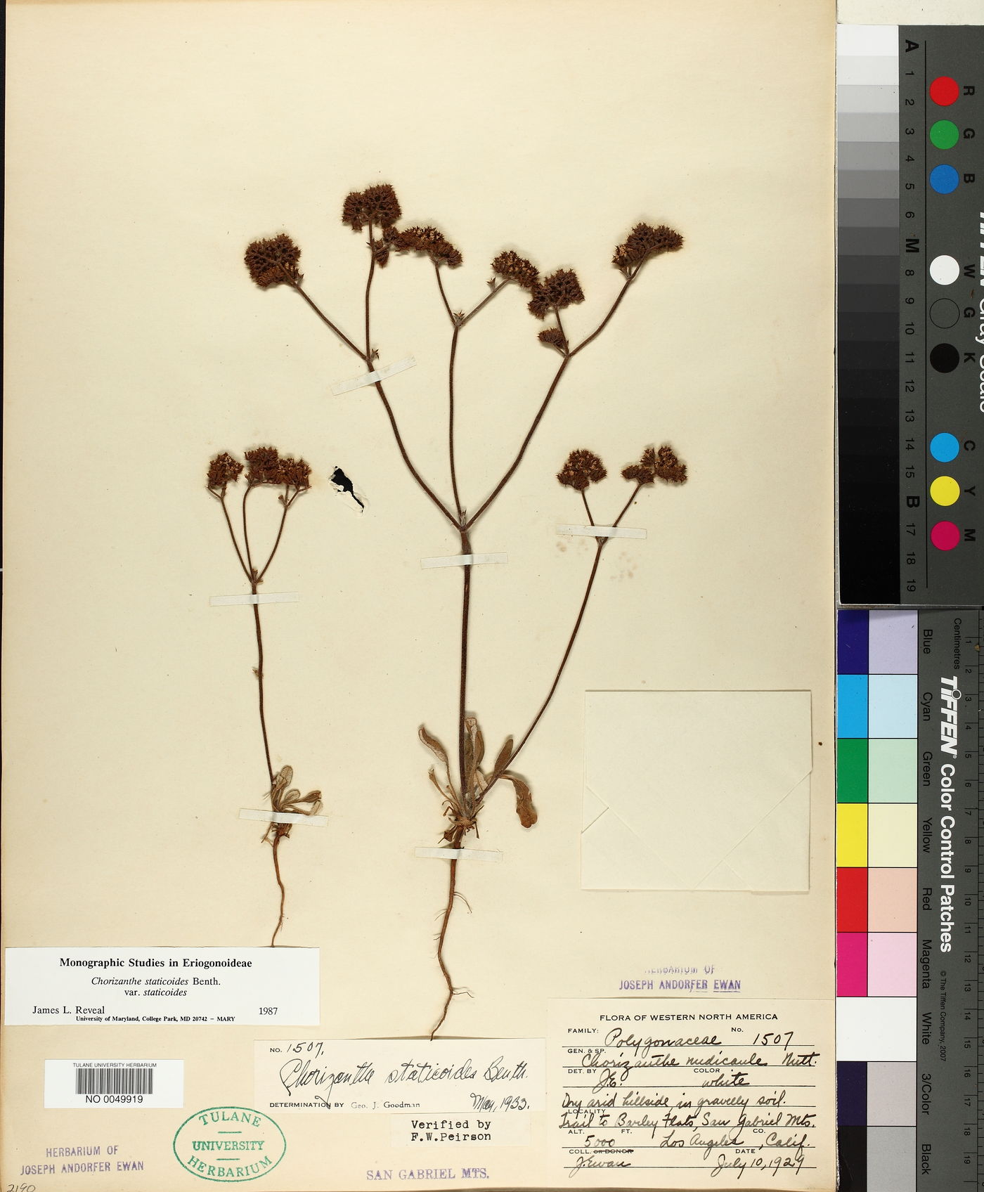 Chorizanthe staticoides var. staticoides image