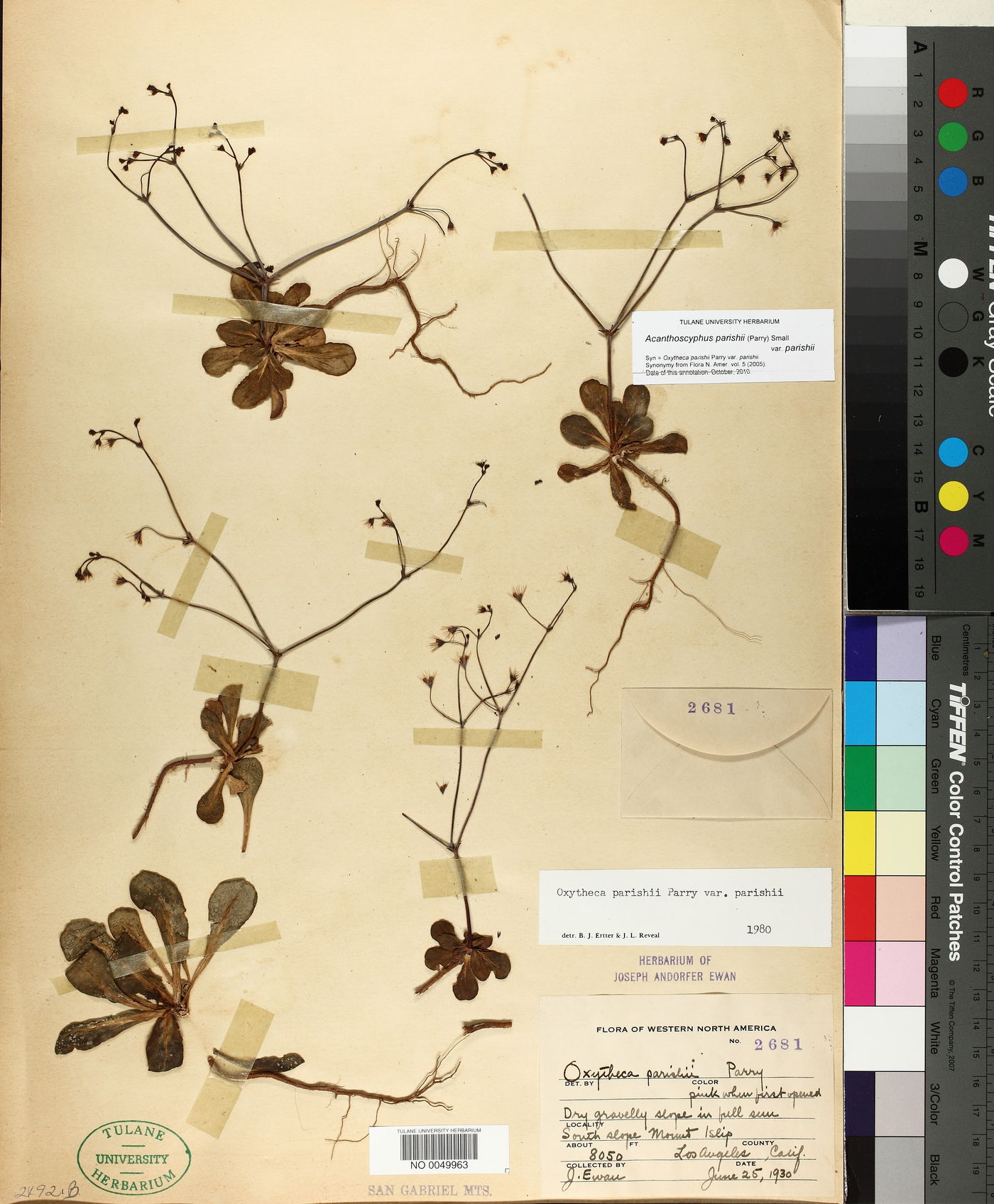 Acanthoscyphus image