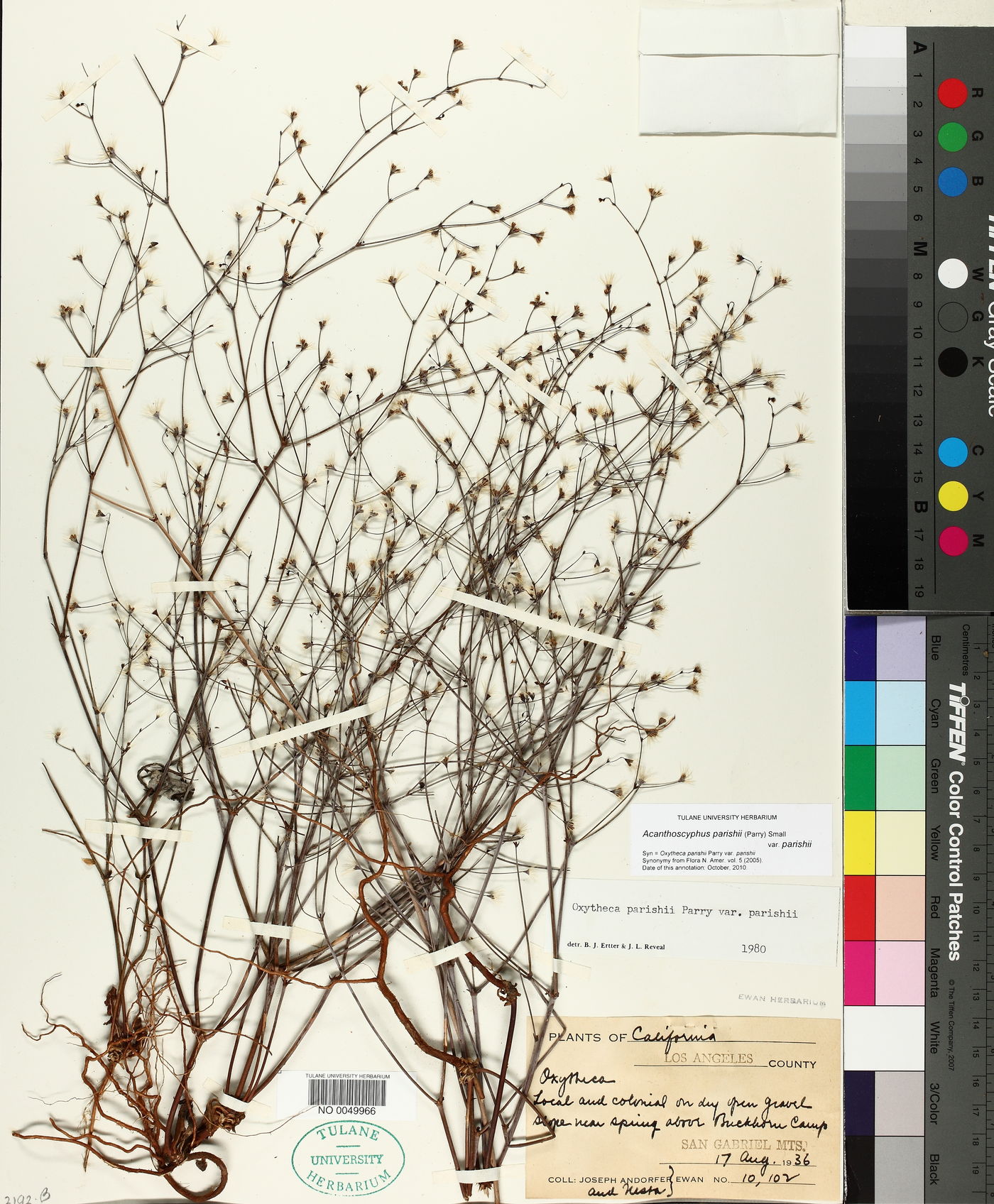 Acanthoscyphus parishii image