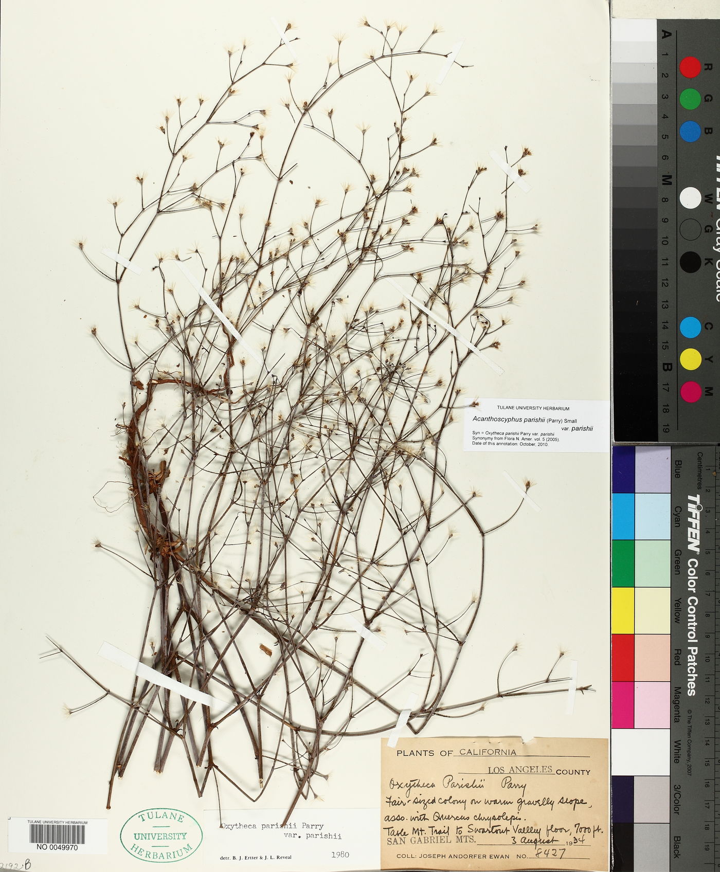 Acanthoscyphus parishii image