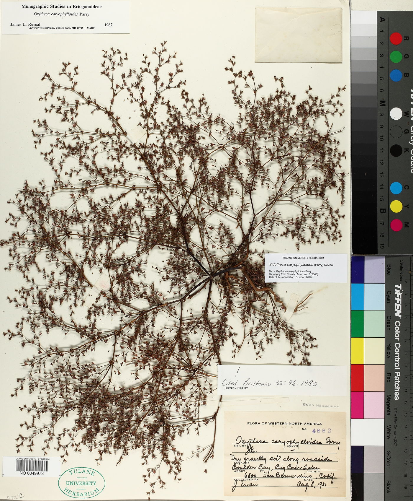 Sidotheca caryophylloides image