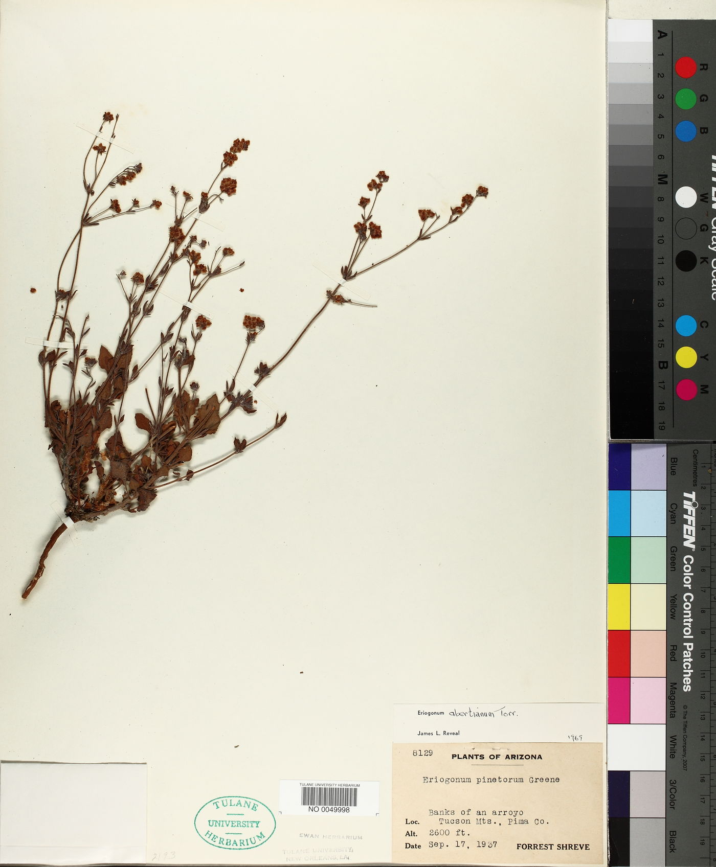 Eriogonum pinetorum image