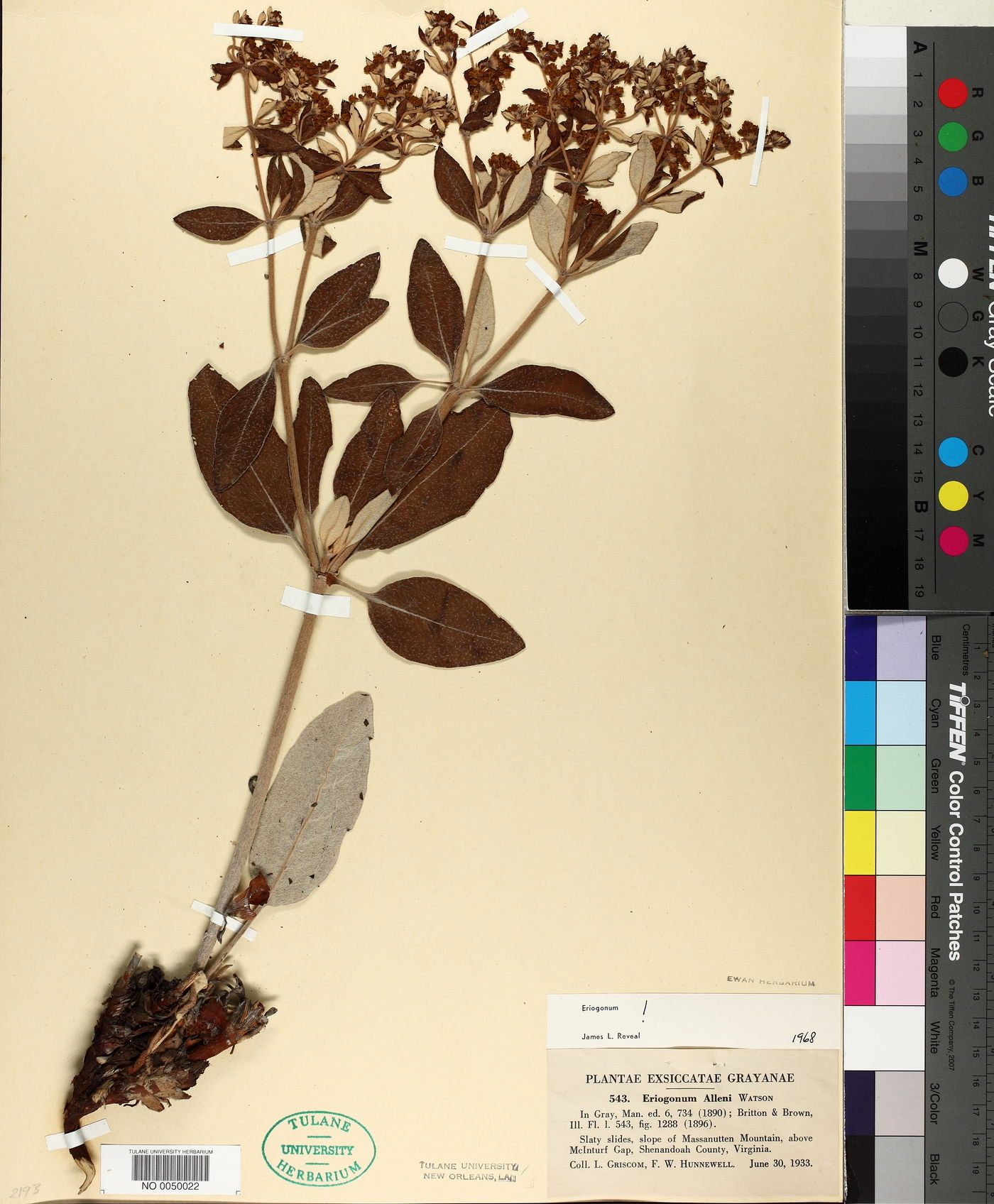 Eriogonum allenii image