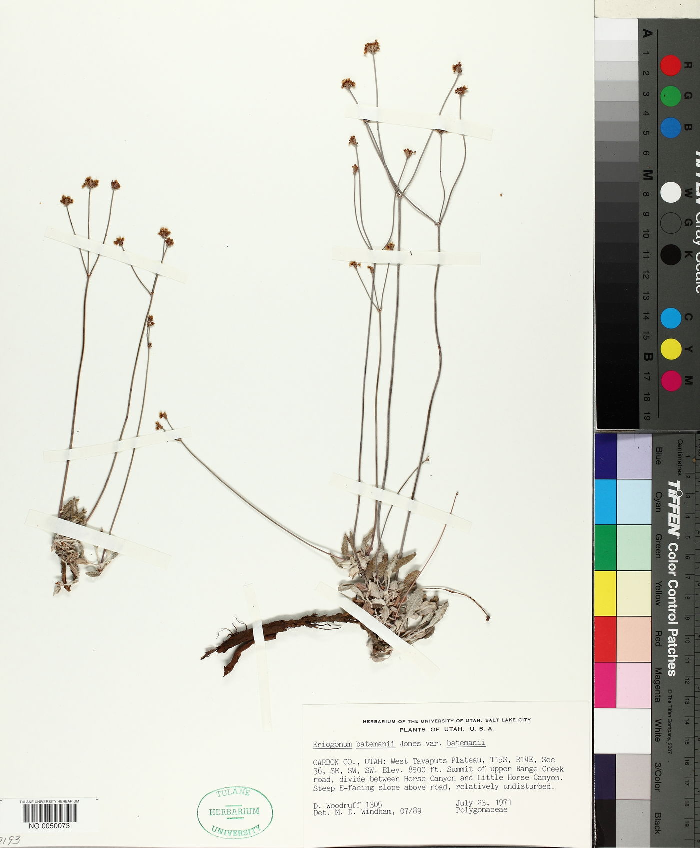 Eriogonum batemanii var. batemanii image