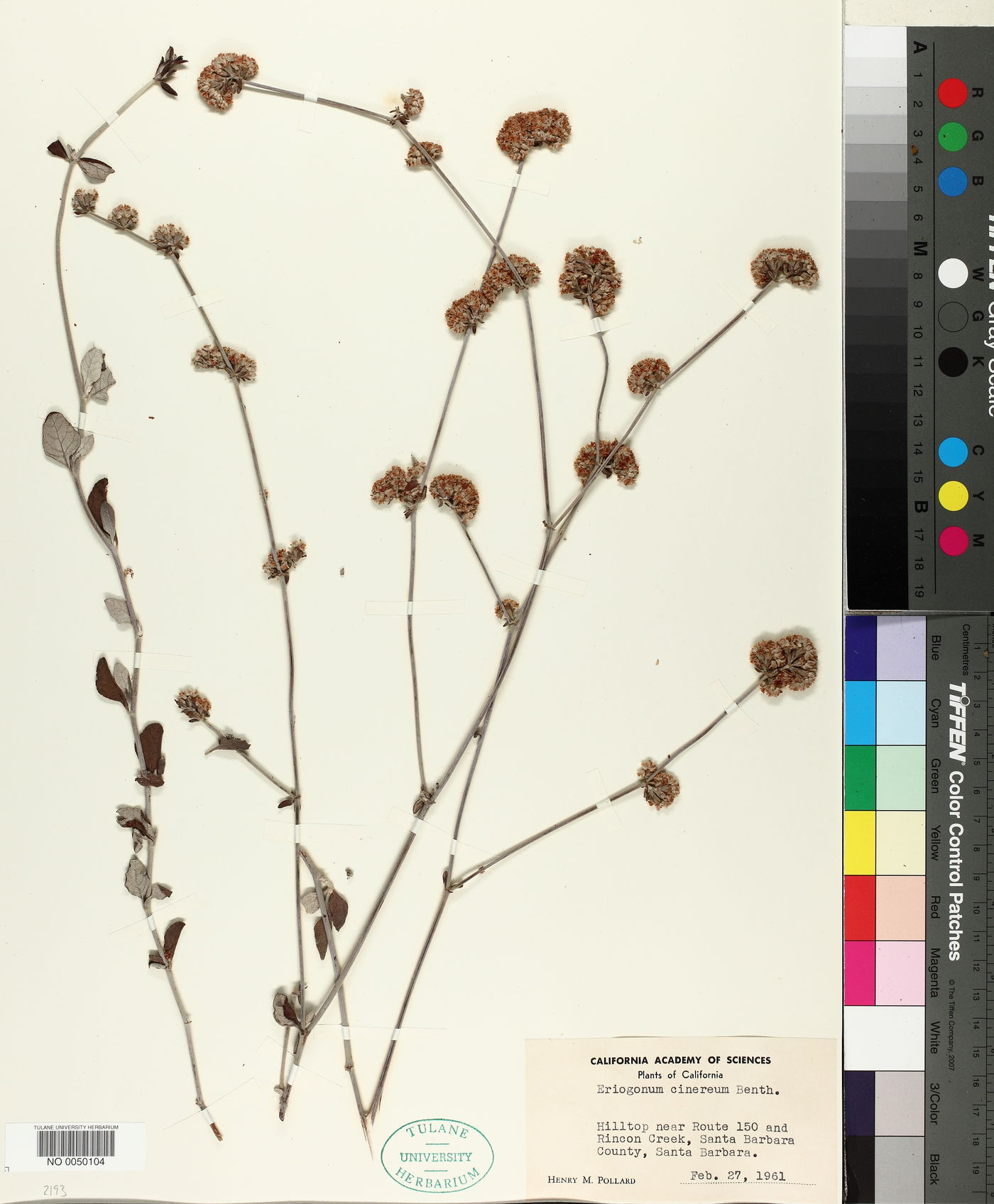 Eriogonum cinereum image