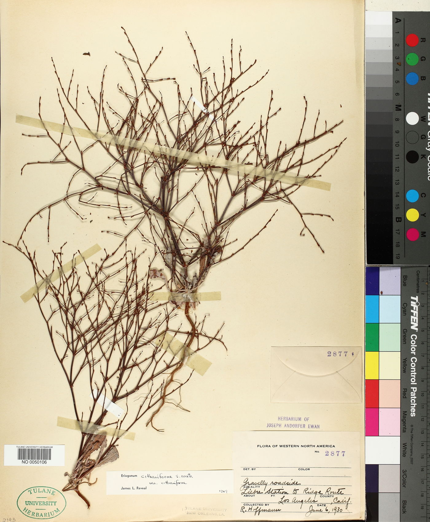 Eriogonum cithariforme var. cithariforme image