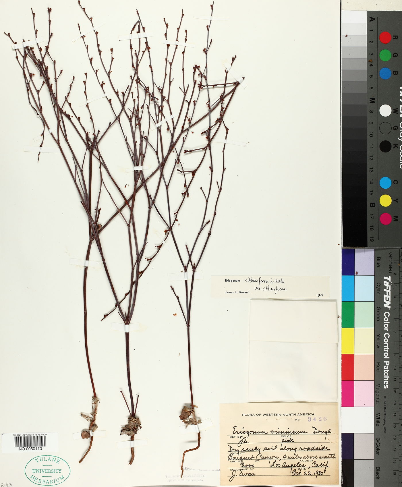 Eriogonum cithariforme var. cithariforme image