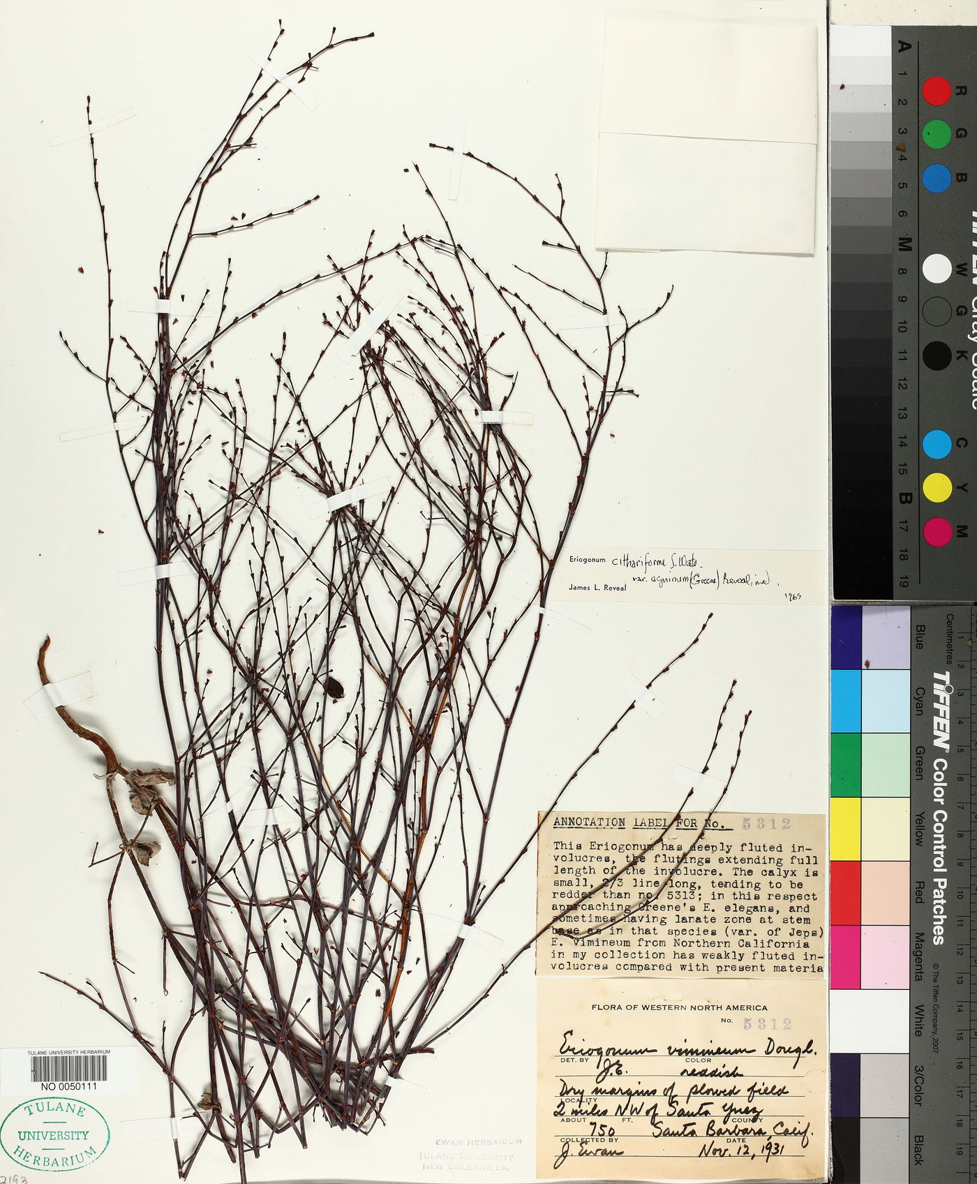 Eriogonum cithariforme image