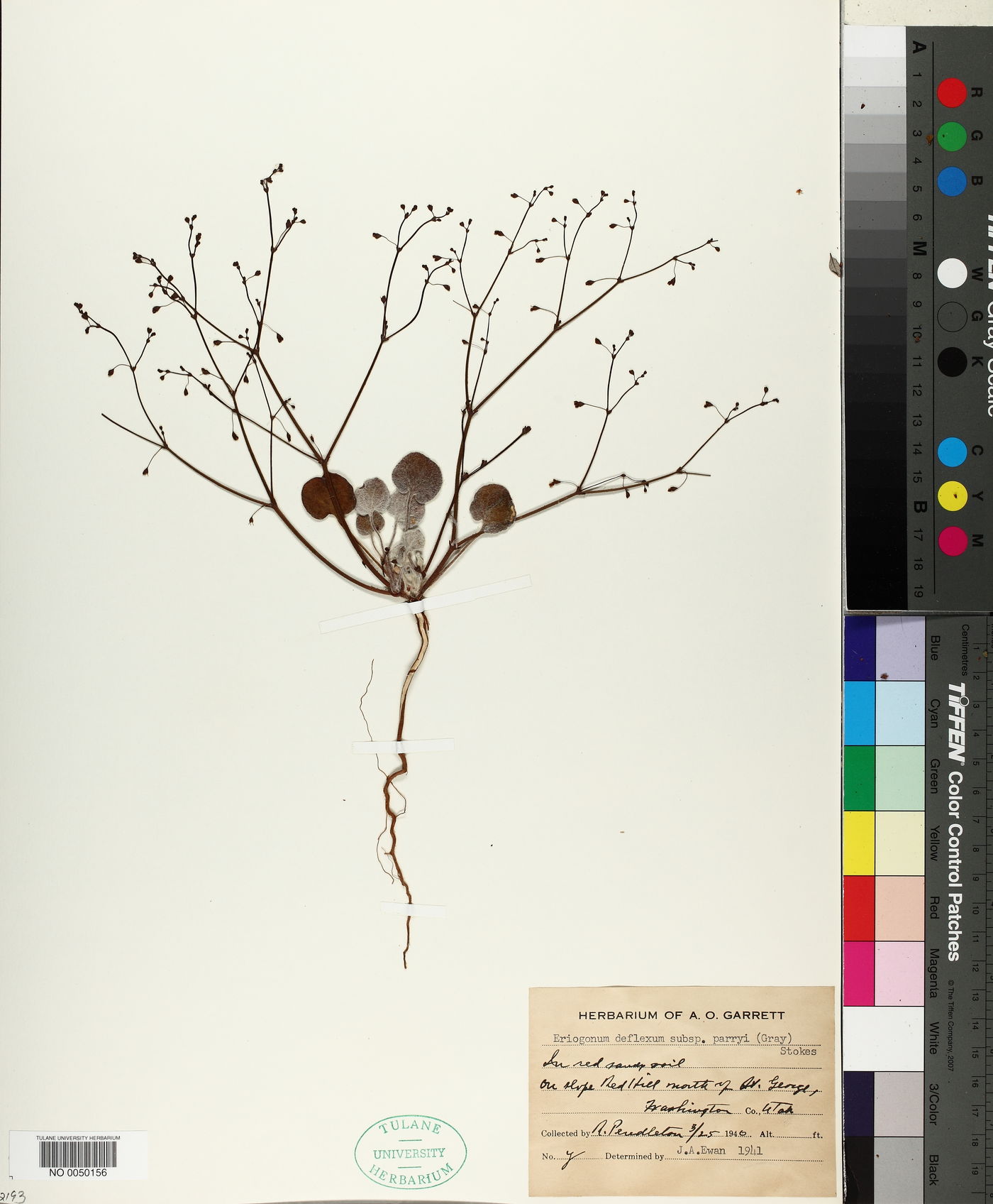 Eriogonum deflexum subsp. parryi image