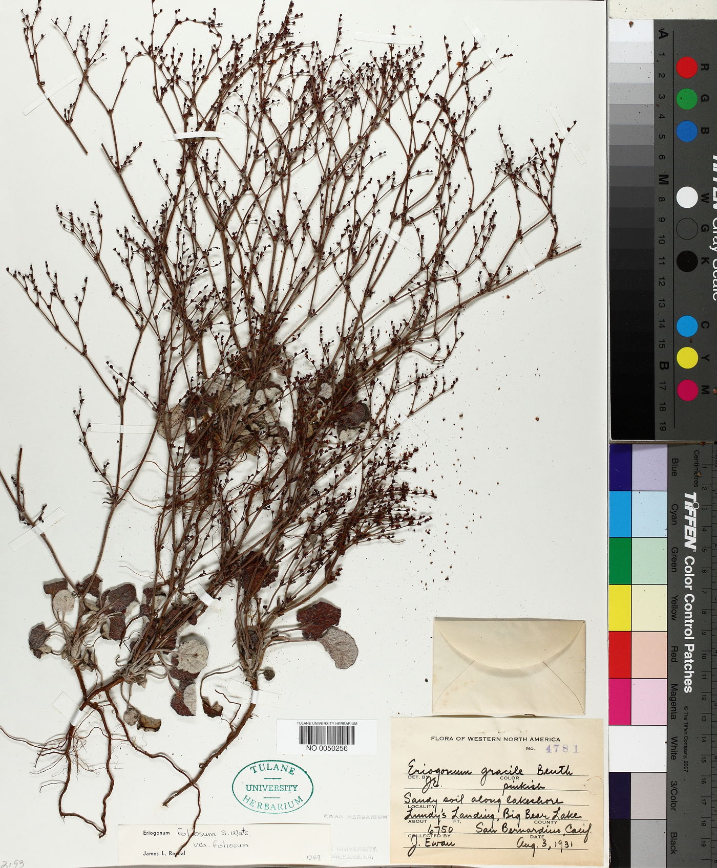 Eriogonum foliosum var. foliosum image