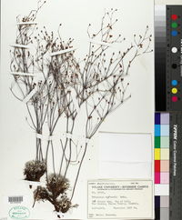 Eriogonum havardii image