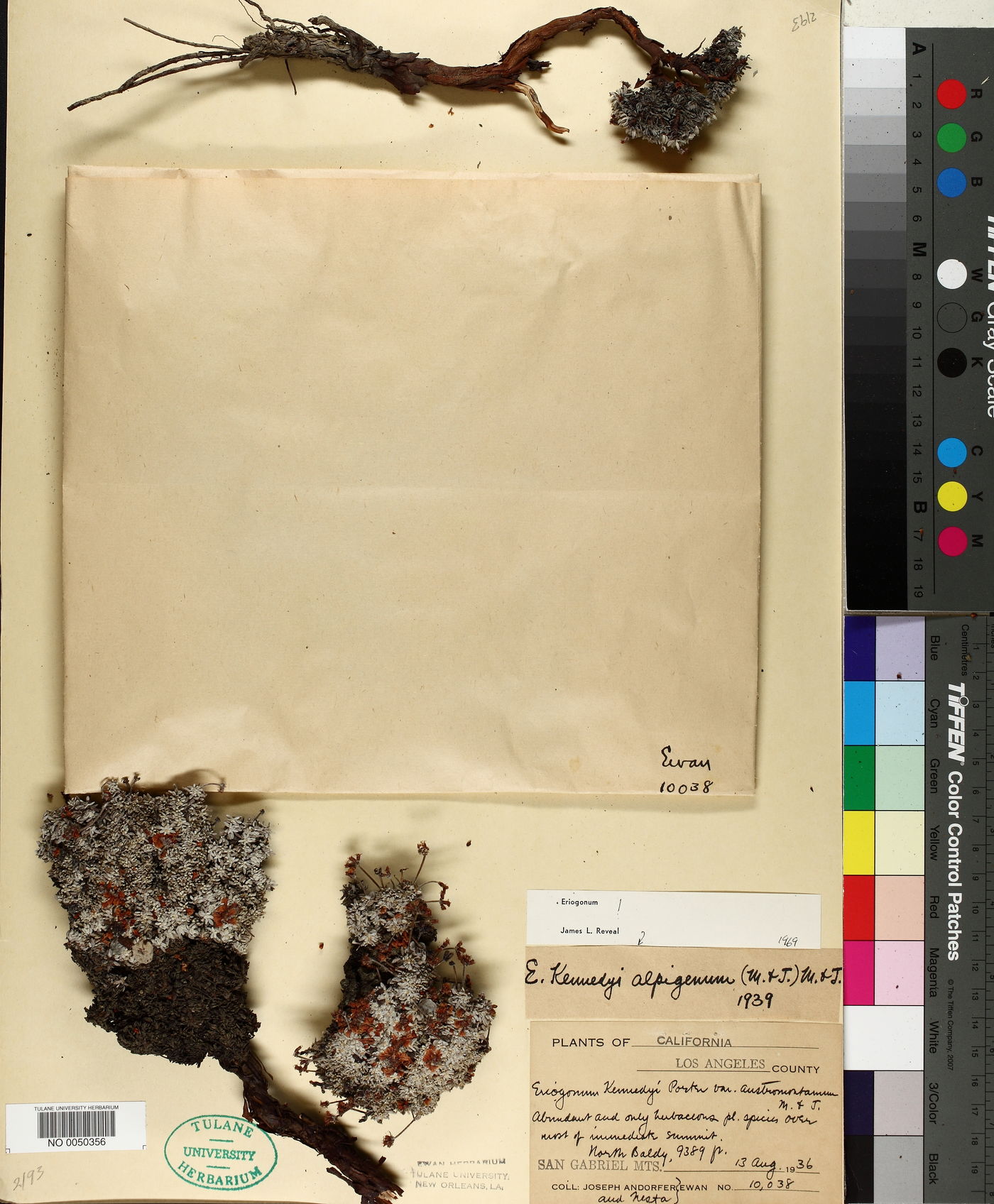 Eriogonum kennedyi subsp. alpigenum image