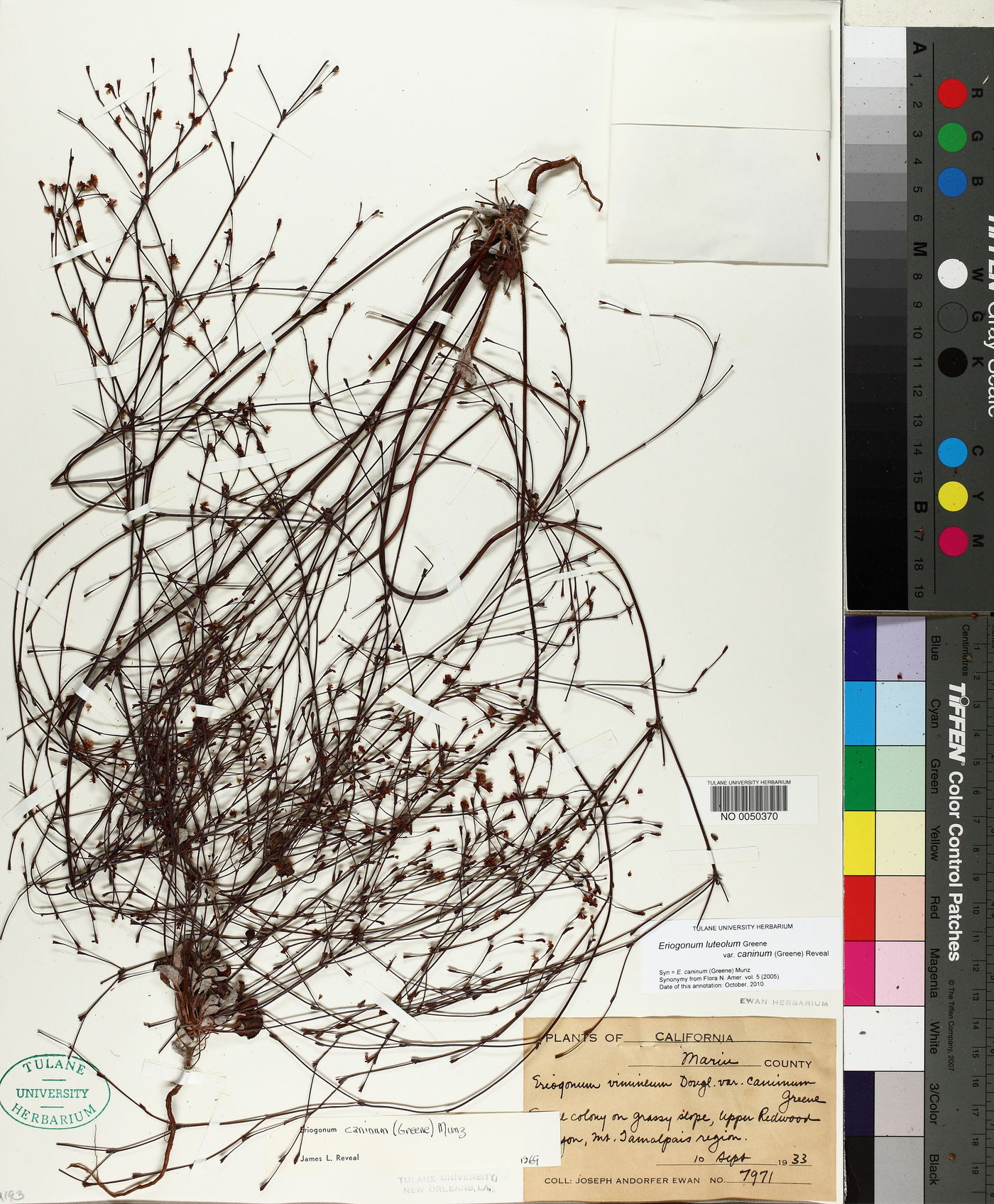 Eriogonum luteolum var. caninum image