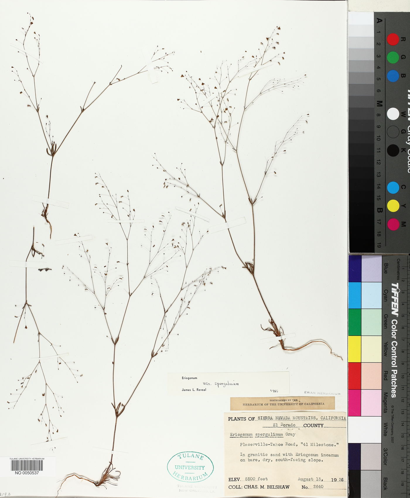 Eriogonum spergulinum var. spergulinum image