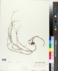 Eriogonum temblorense image