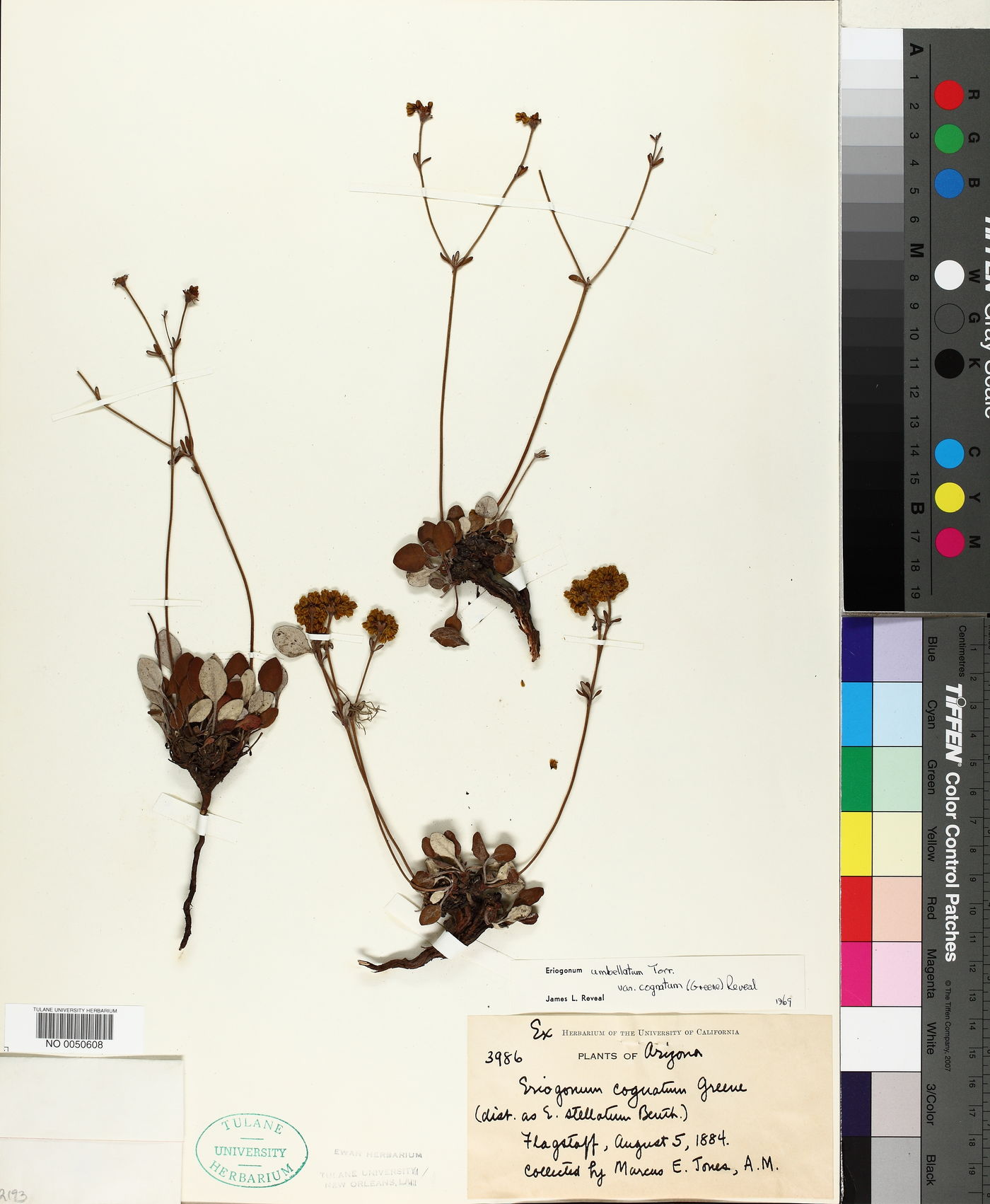 Eriogonum umbellatum var. cognatum image