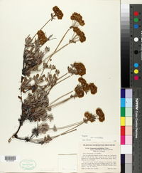 Eriogonum umbellatum var. umbellatum image