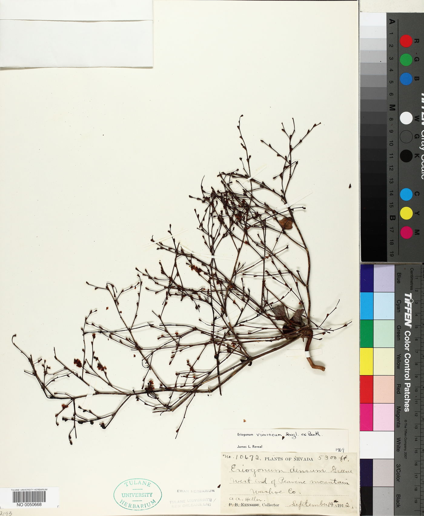 Eriogonum vimineum image