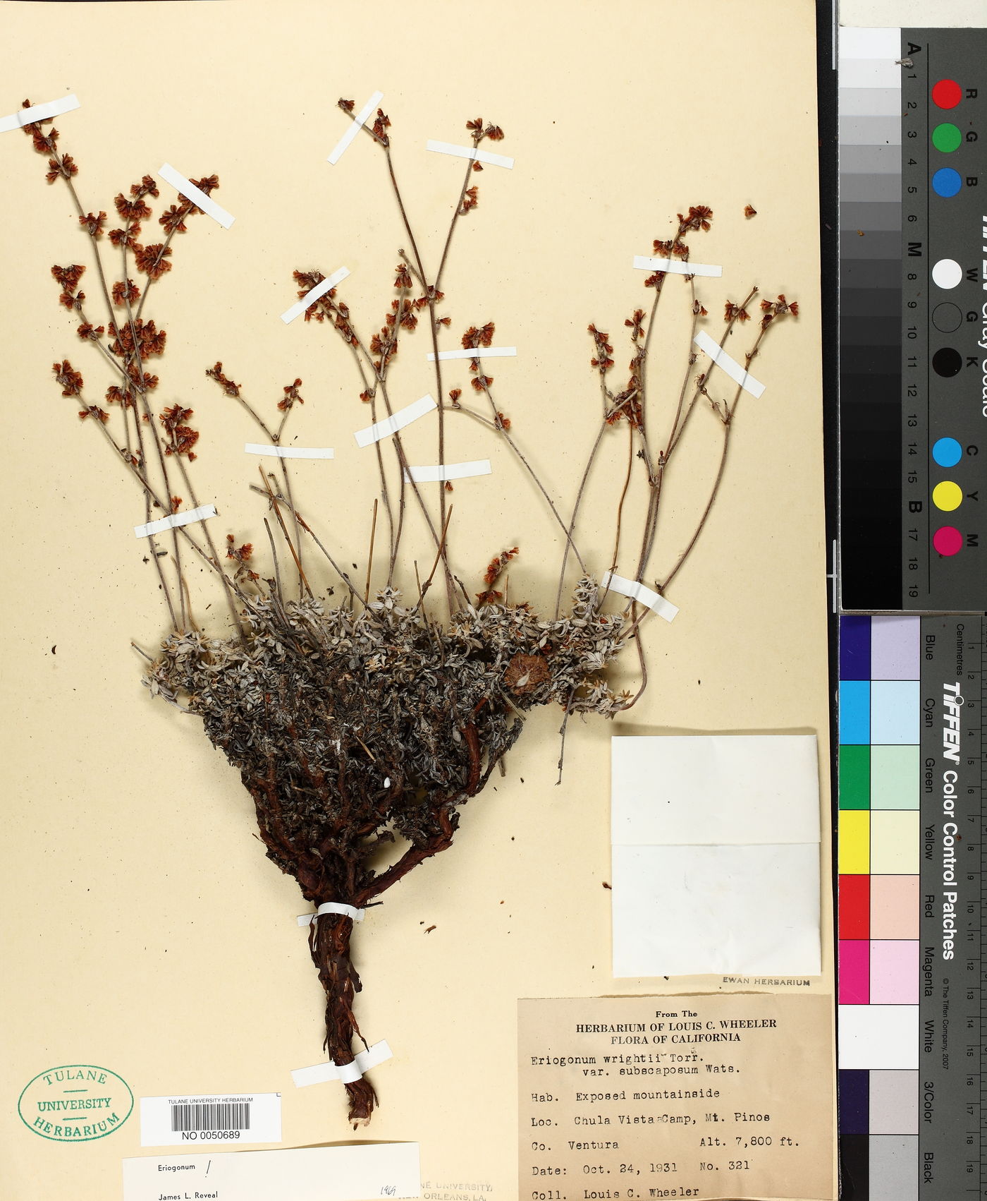 Eriogonum wrightii var. subscaposum image