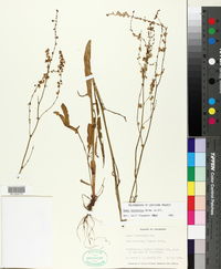 Rumex hastatulus image