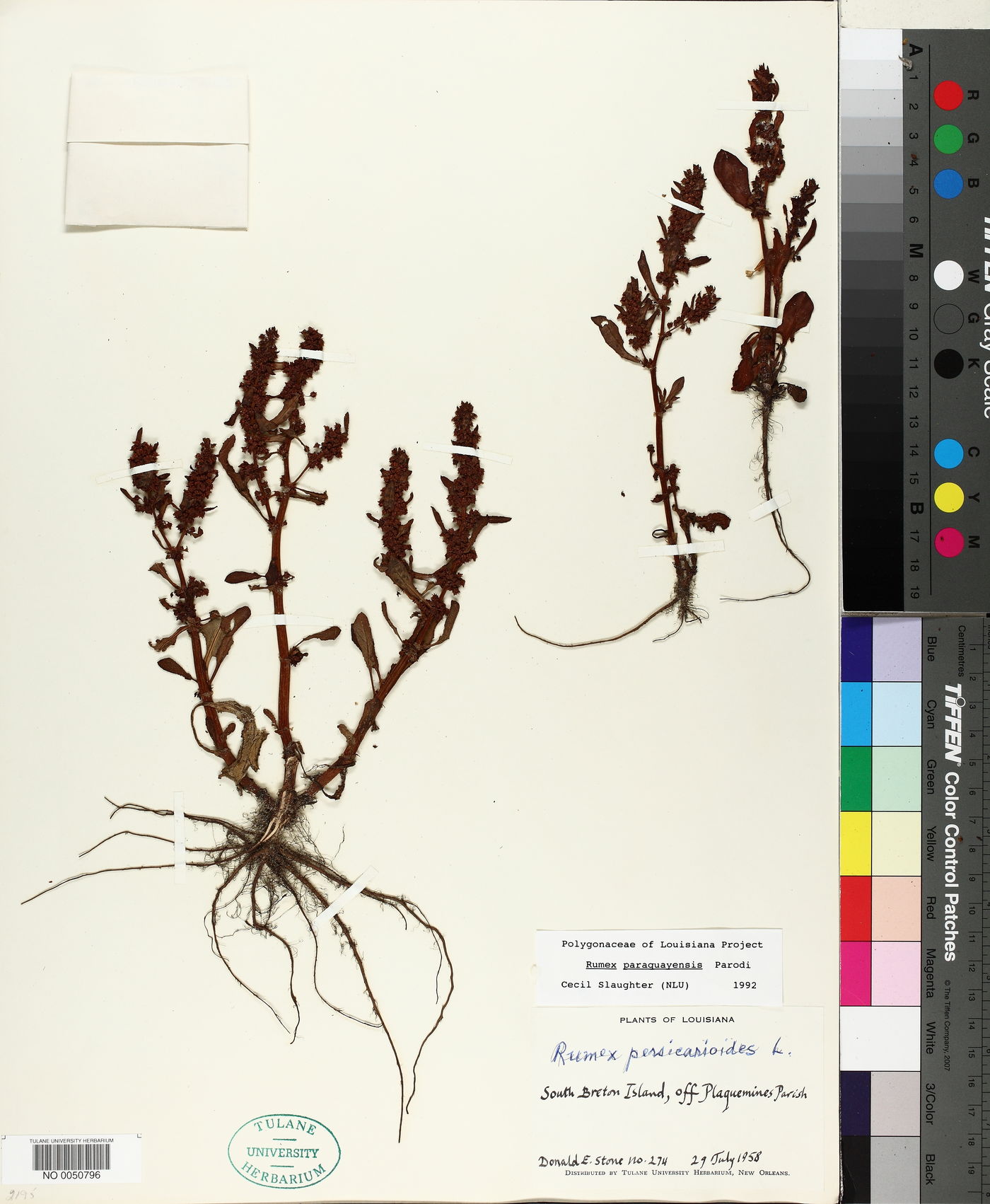 Rumex paraguayensis image