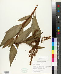 Rumex altissimus image