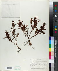 Rumex fueginus image