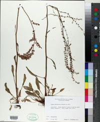 Rumex hastatulus image