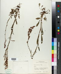 Rumex hastatulus image