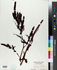 Rumex transitorius image