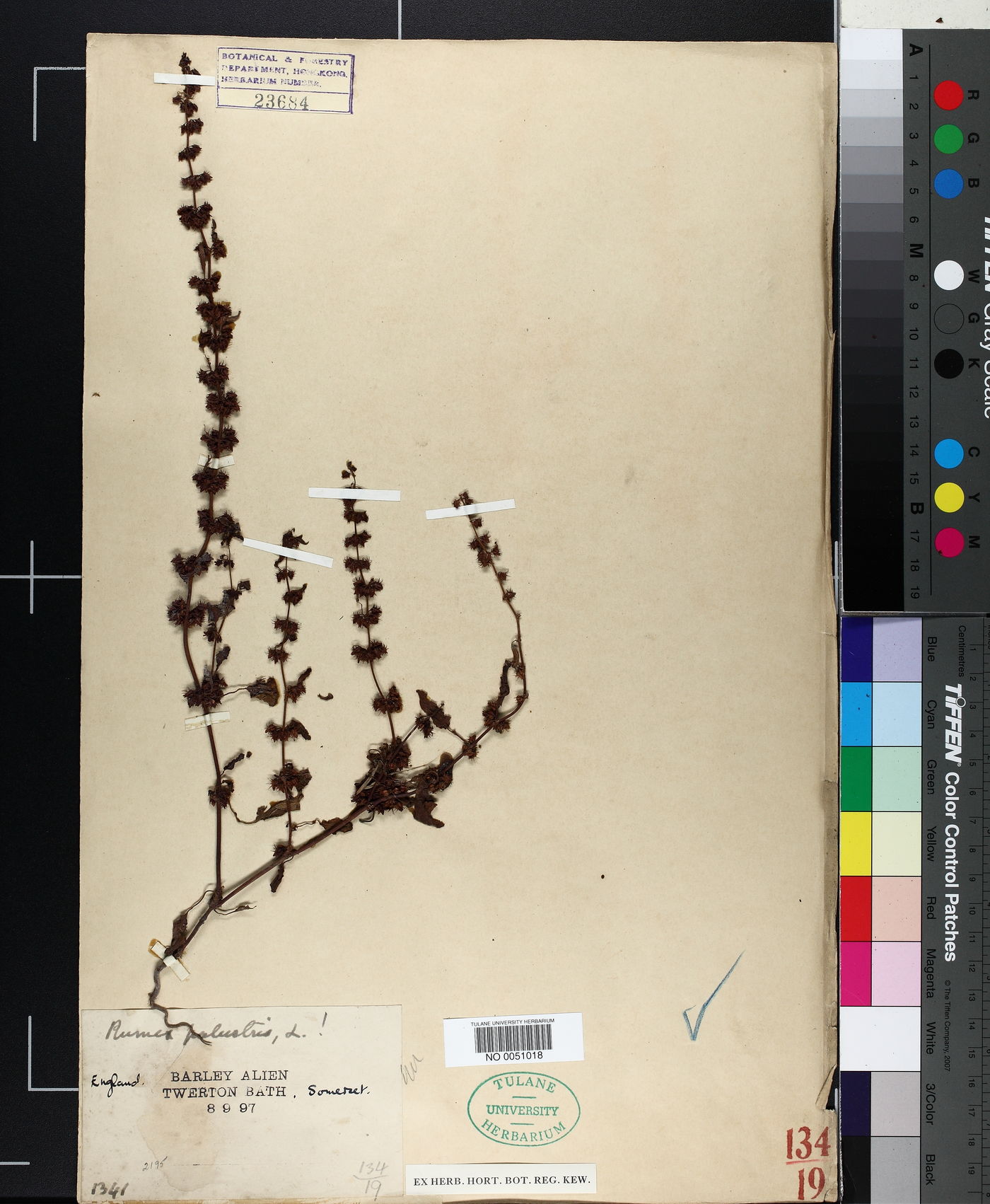 Rumex palustris image