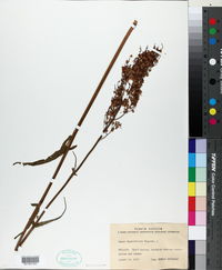 Rumex thyrsiflorus image