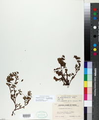 Polygonum aviculare subsp. depressum image