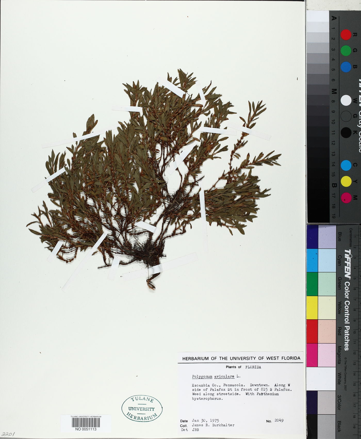 Polygonum aviculare image