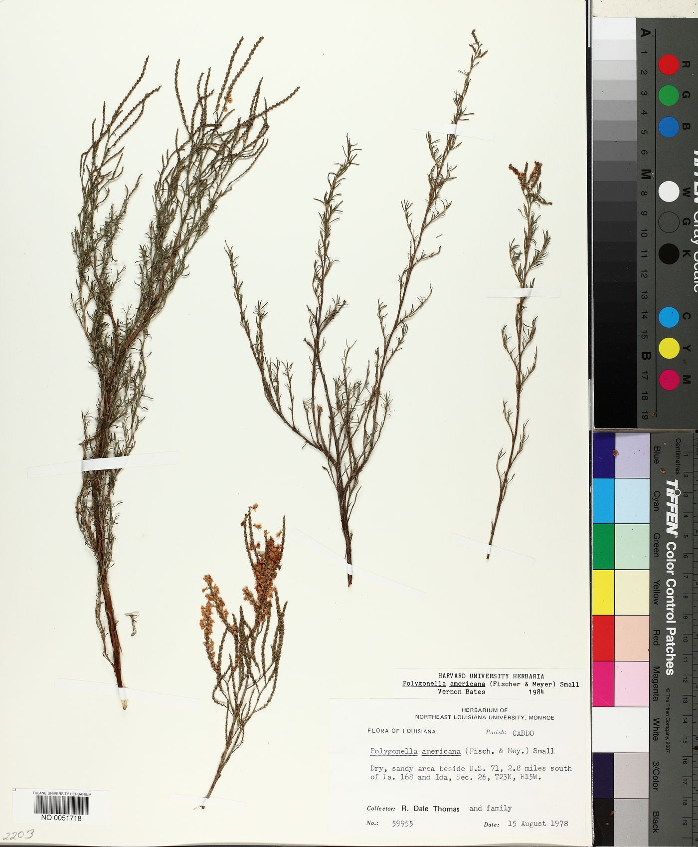 Polygonella americana image