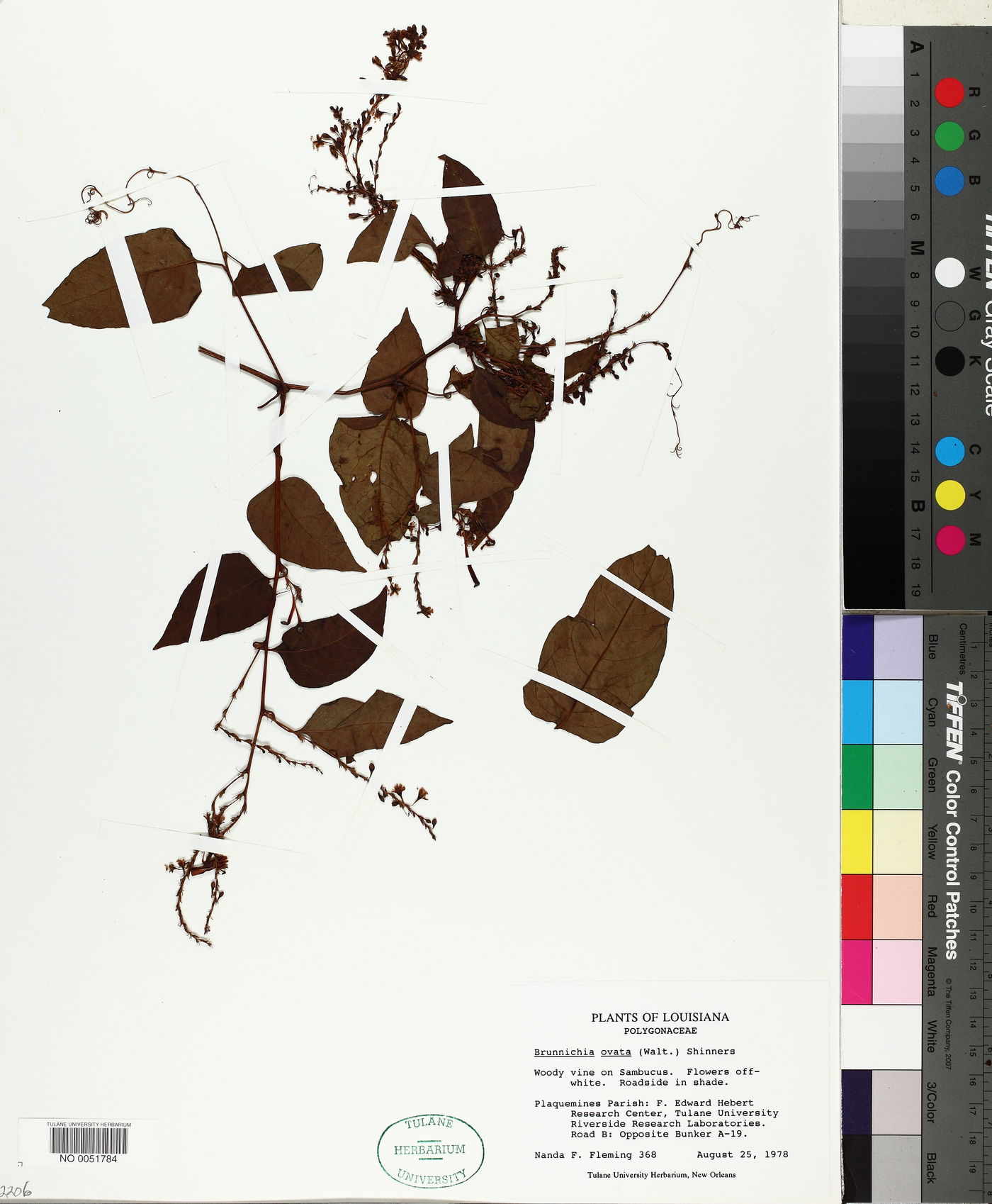 Brunnichia ovata image
