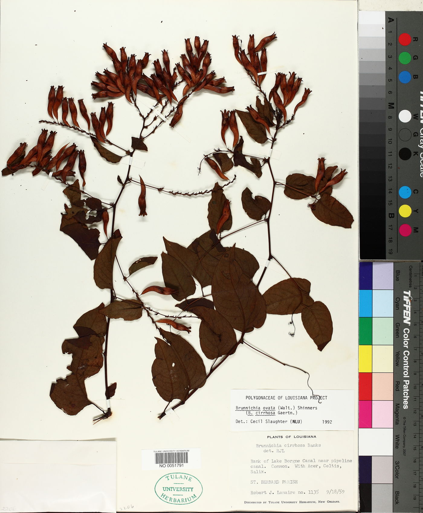 Brunnichia ovata image