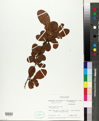 Gymnopodium floribundum image