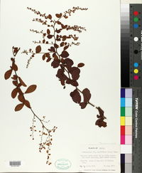 Gymnopodium ovatifolium image