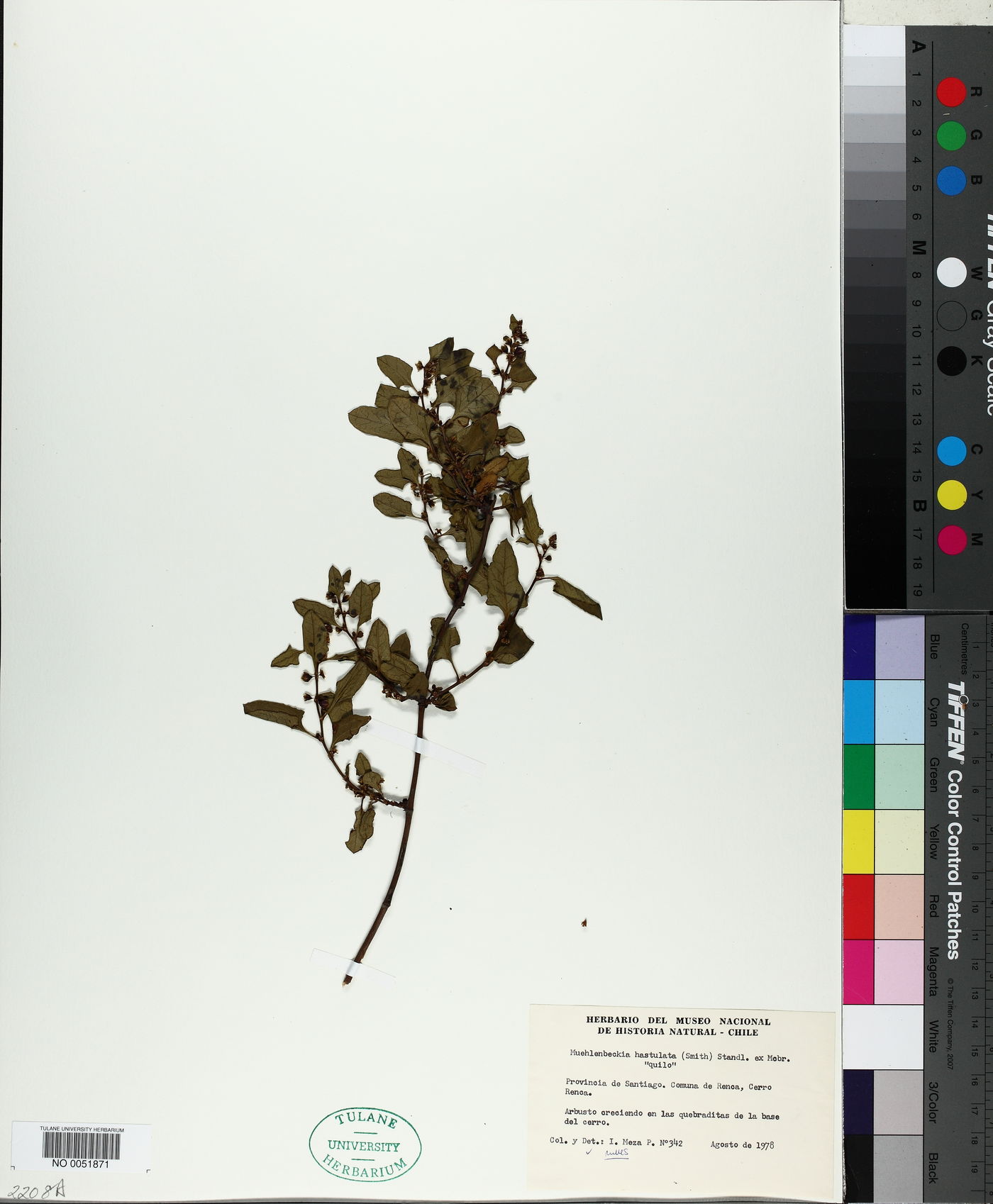 Muehlenbeckia hastulata image