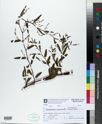 Muehlenbeckia sagittifolia image