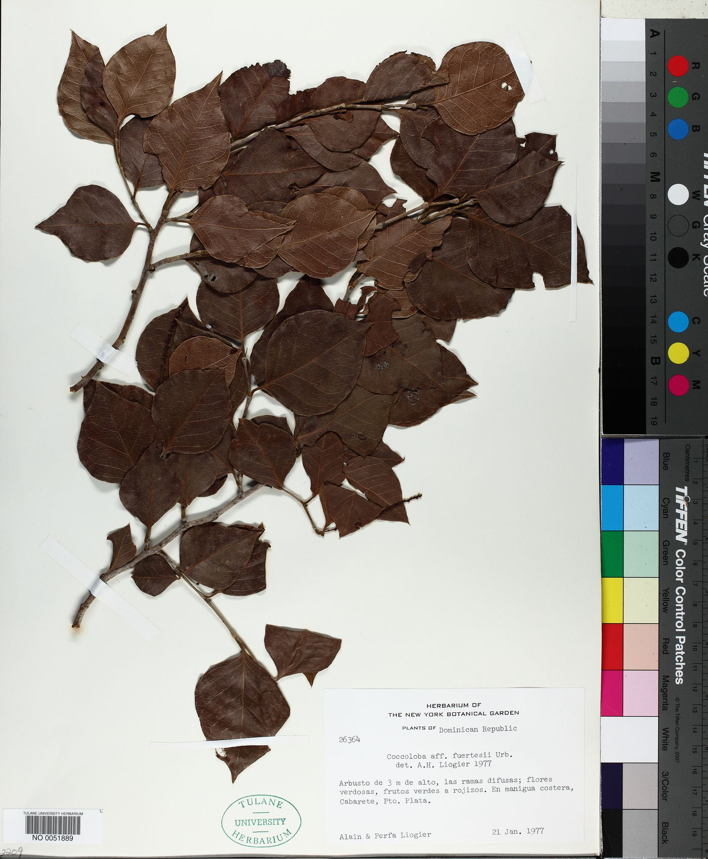 Coccoloba fuertesii image