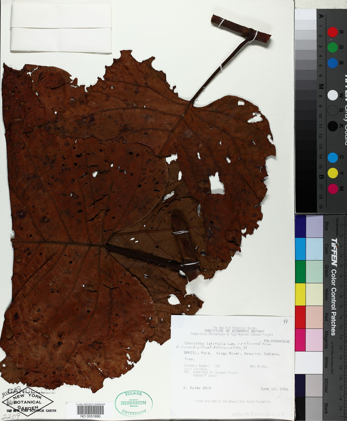 Coccoloba latifolia image
